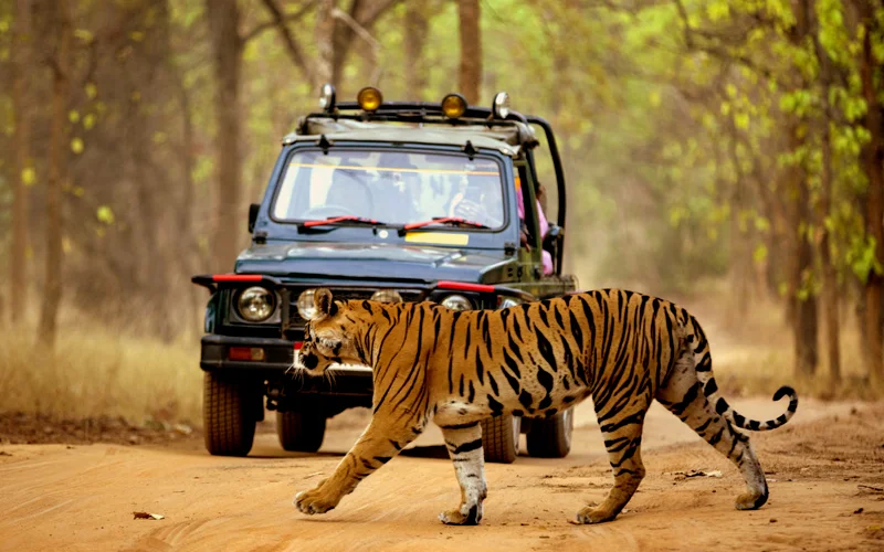 Tiger Safari
