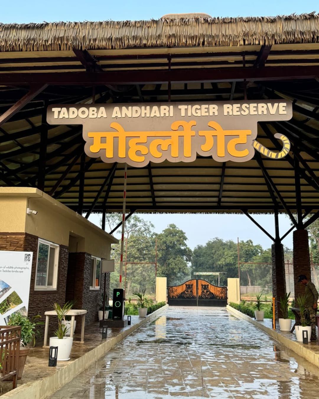 Tiger Safari