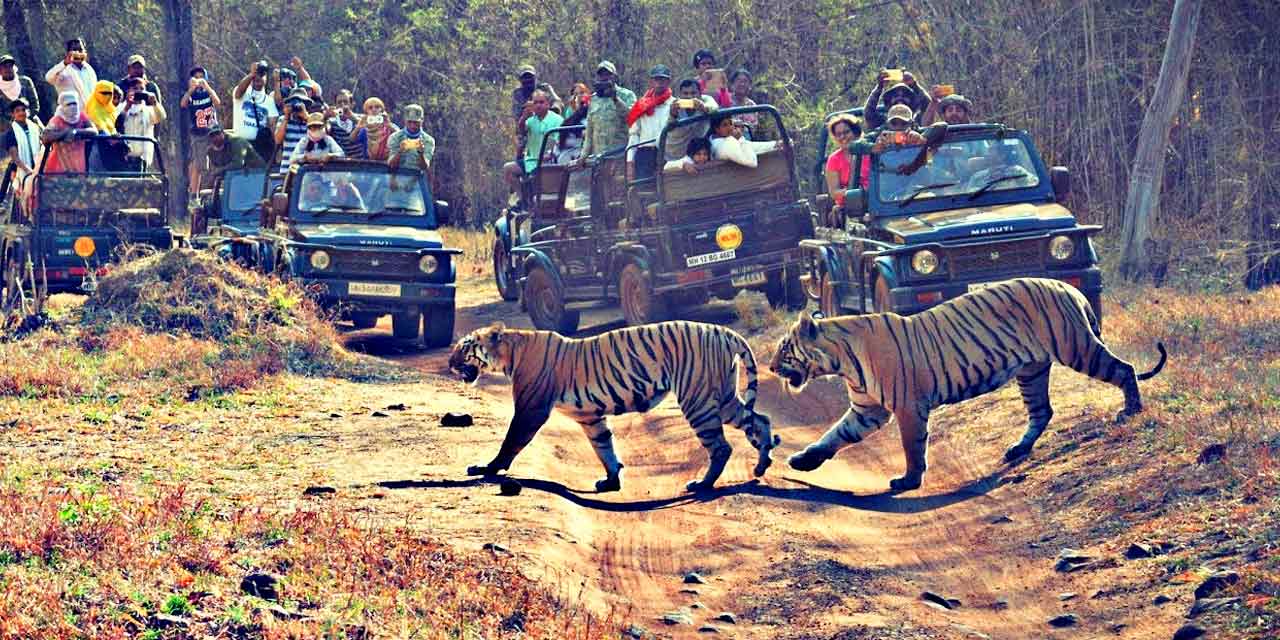 Tiger Safari