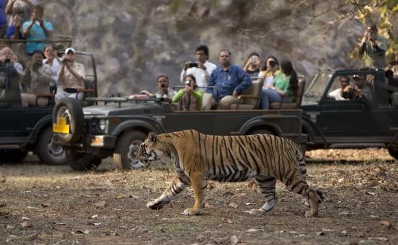 Tadoba National Park Family Wildlife Tour - 1 Night and 2 Days