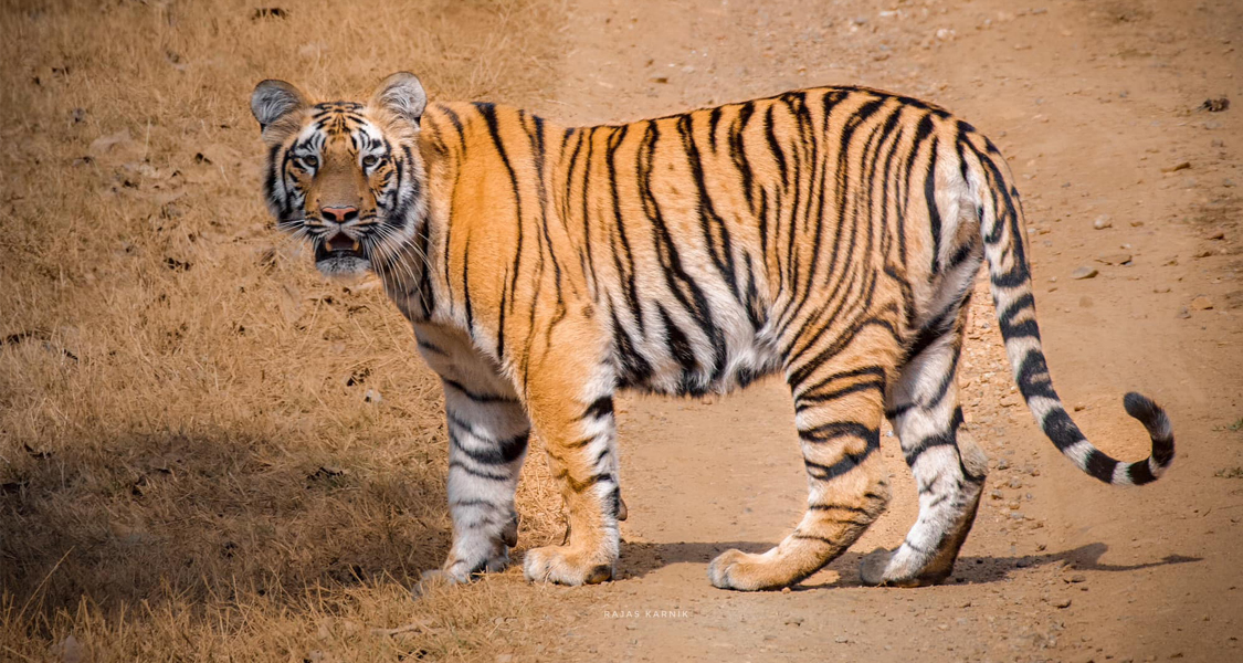 Tadoba National Park Family Wildlife Tour - 1 Night and 2 Days
