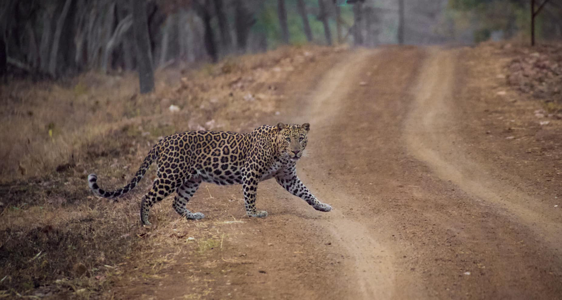 Tadoba National Park Family Wildlife Tour - 1 Night and 2 Days