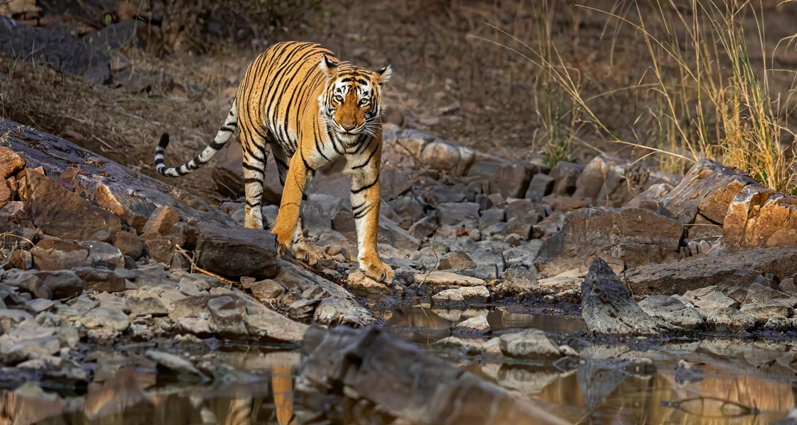 Tadoba National Park Family Wildlife Tour - 1 Night and 2 Days