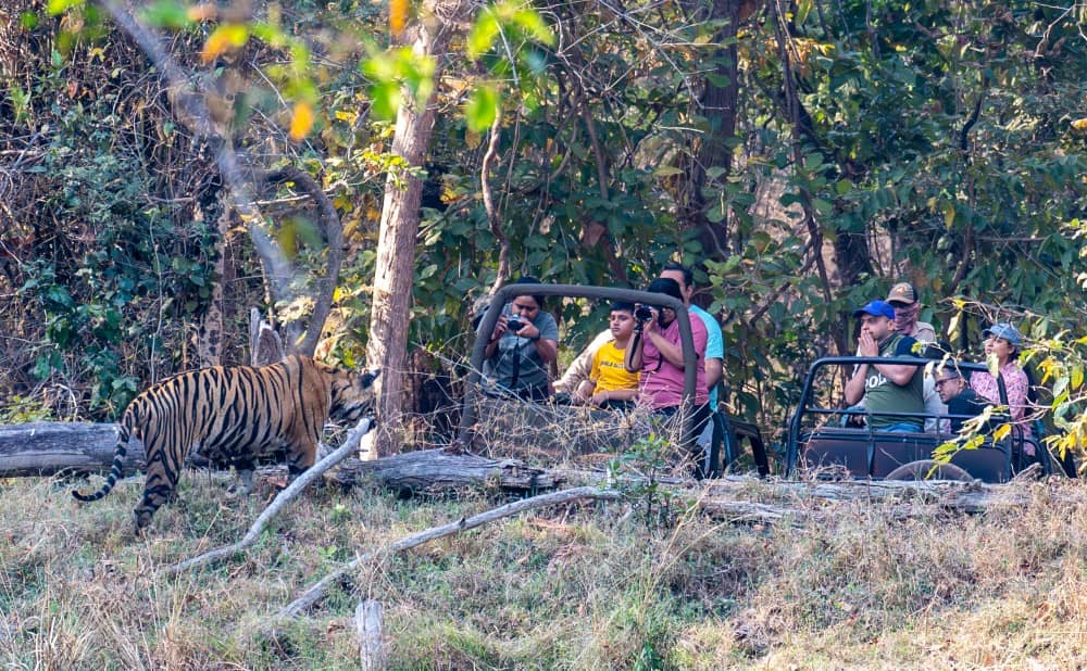 Book 1 Night/2 Days Tadoba National Park Family Wildlife Tour