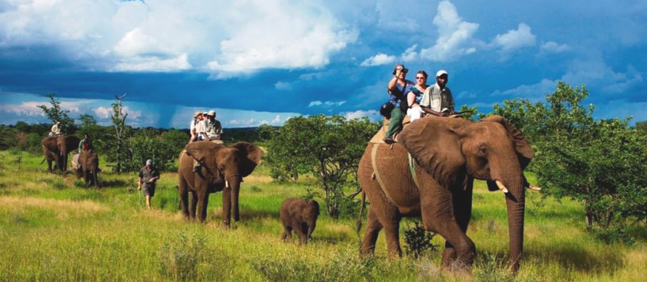 Book 1 Night/2 Days Tadoba National Park Family Wildlife Tour