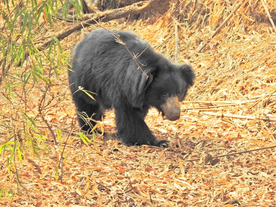 Book 2 Night/3 Days Tadoba National Park Family Wildlife Tour