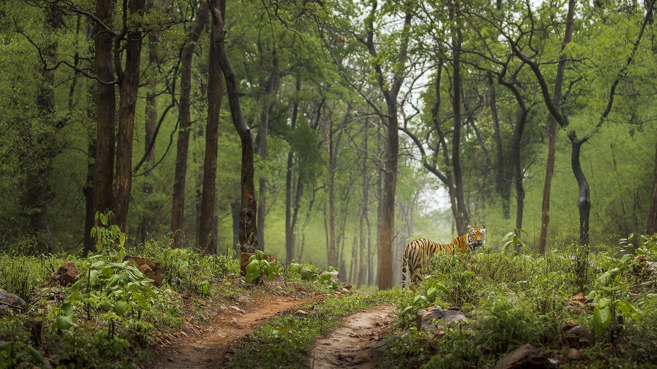 Book 2 Night/3 Days Tadoba National Park Family Wildlife Tour