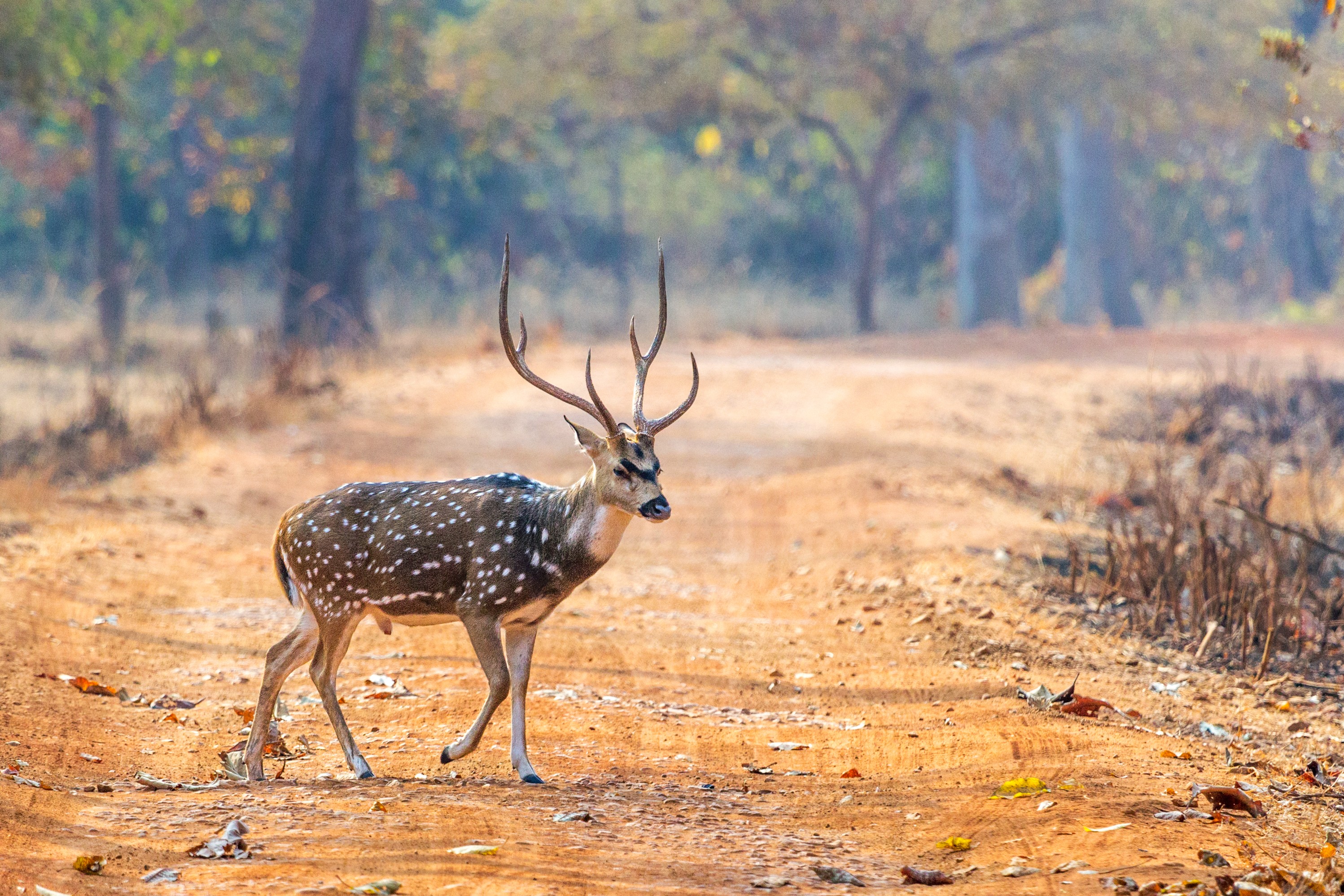 Book 3 Night/4 Days Tadoba National Park Family Wildlife Tour