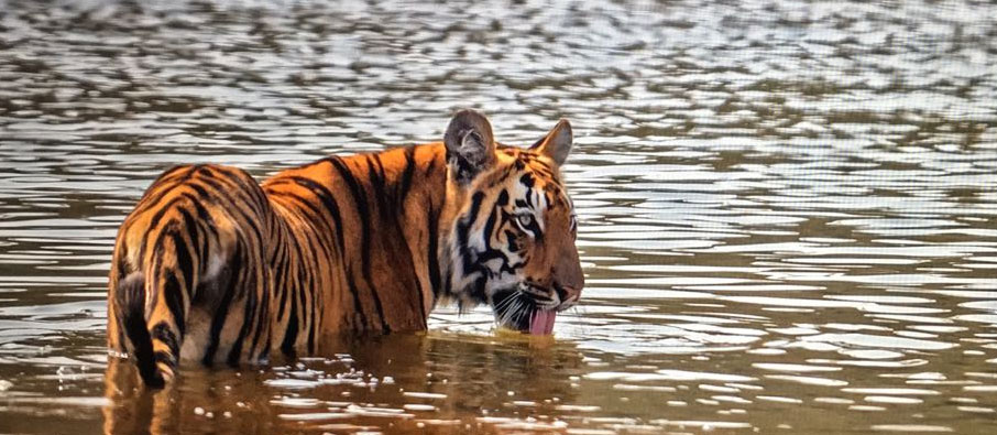 Book 3 Night/4 Days Tadoba National Park Family Wildlife Tour