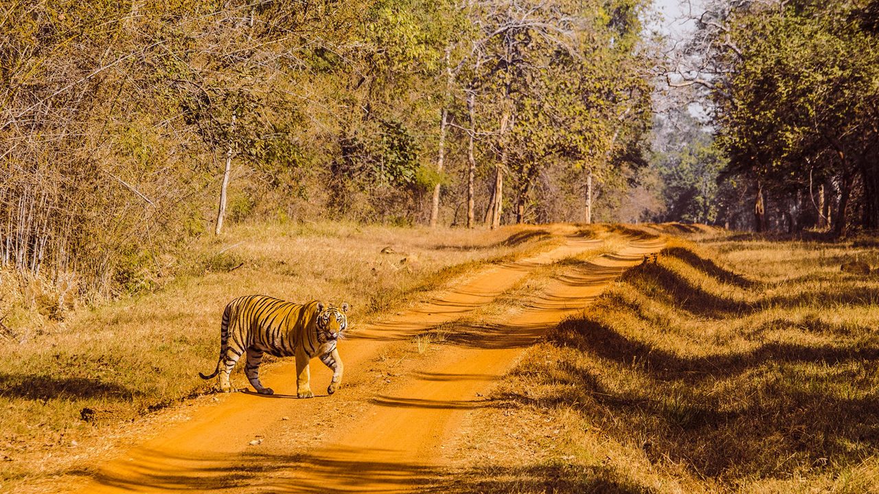 Book 4 Night/5 Days Tadoba National Park Family Wildlife Tour