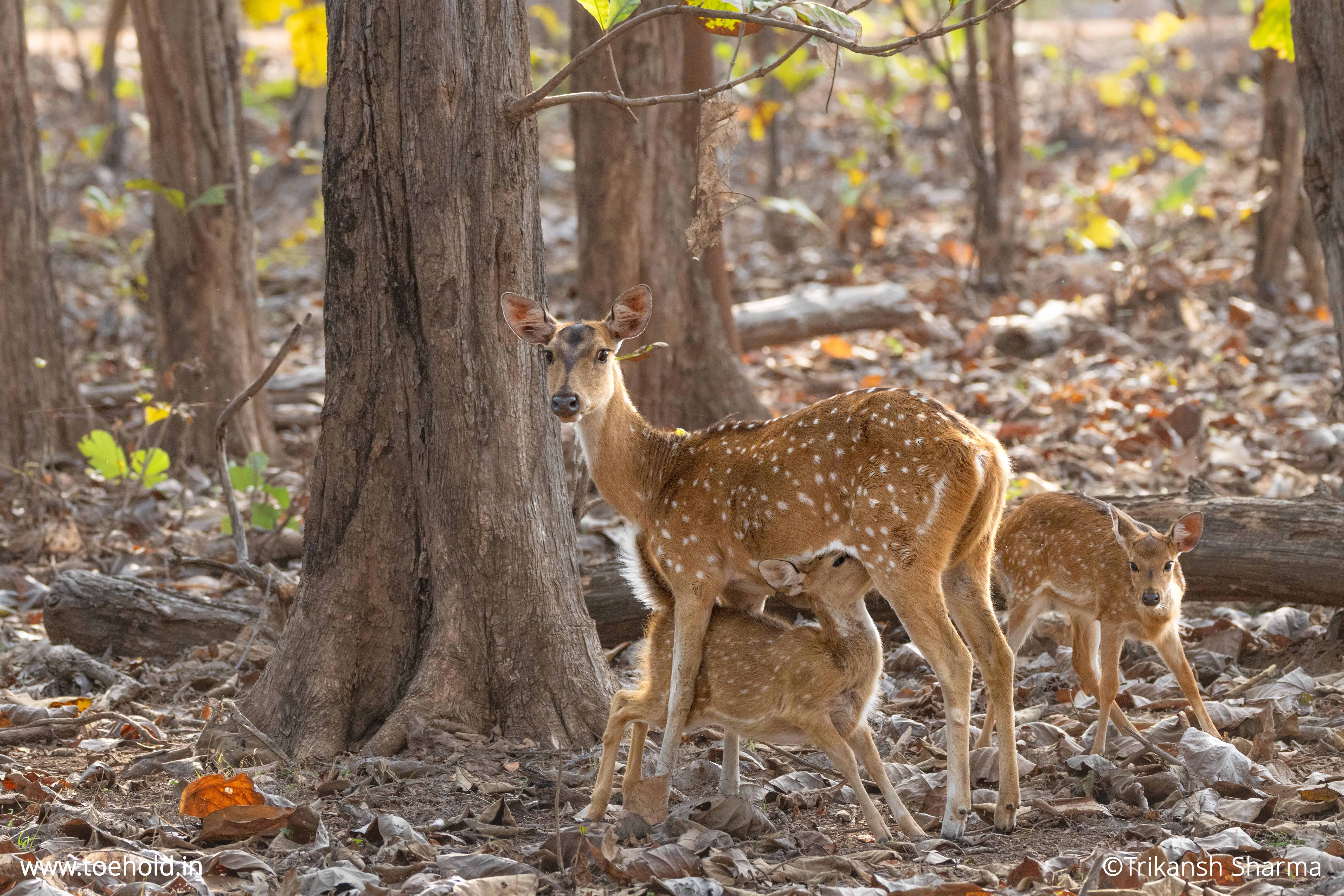 Book 4 Night/5 Days Tadoba National Park Family Wildlife Tour
