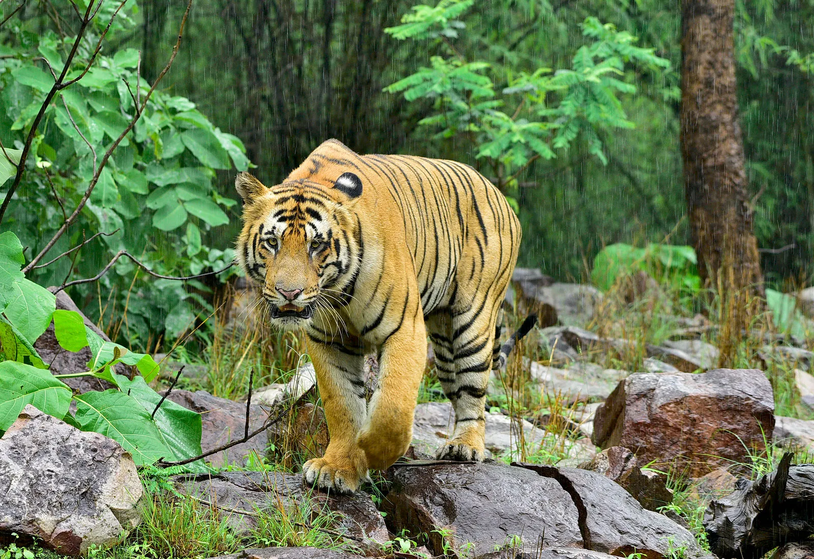 Book 4 Night/5 Days Tadoba National Park Family Wildlife Tour