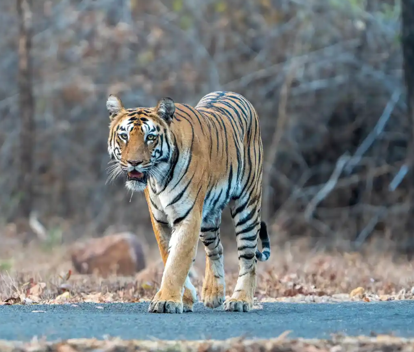 When is the Best Time to Go to Tadoba National Park 