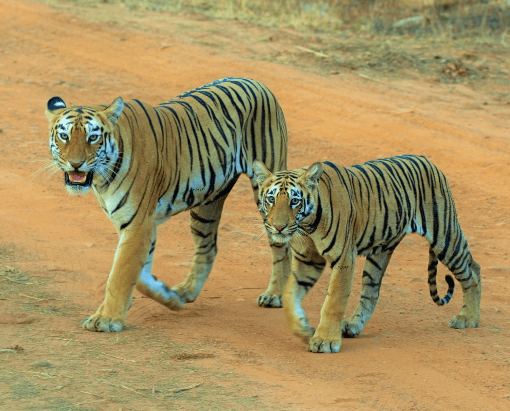 Why Tadoba Safari Booking is the Best Way to Plan Your Next Wildlife Trip