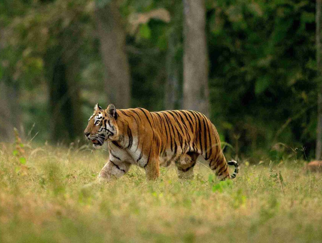 How to Book a Jungle Safari at Tadoba National Park? 
