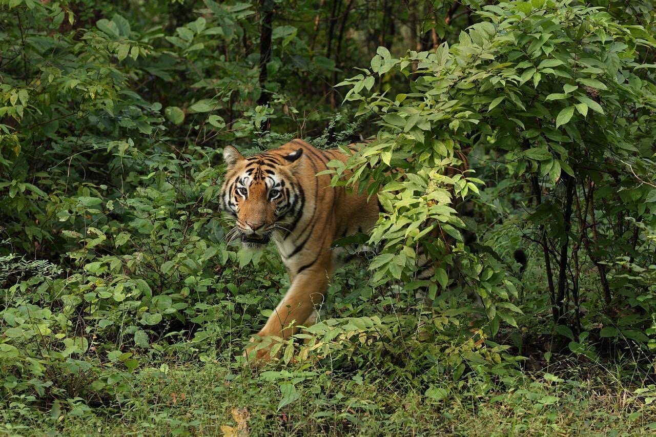 What is the Best Time for Tadoba Safari Booking?