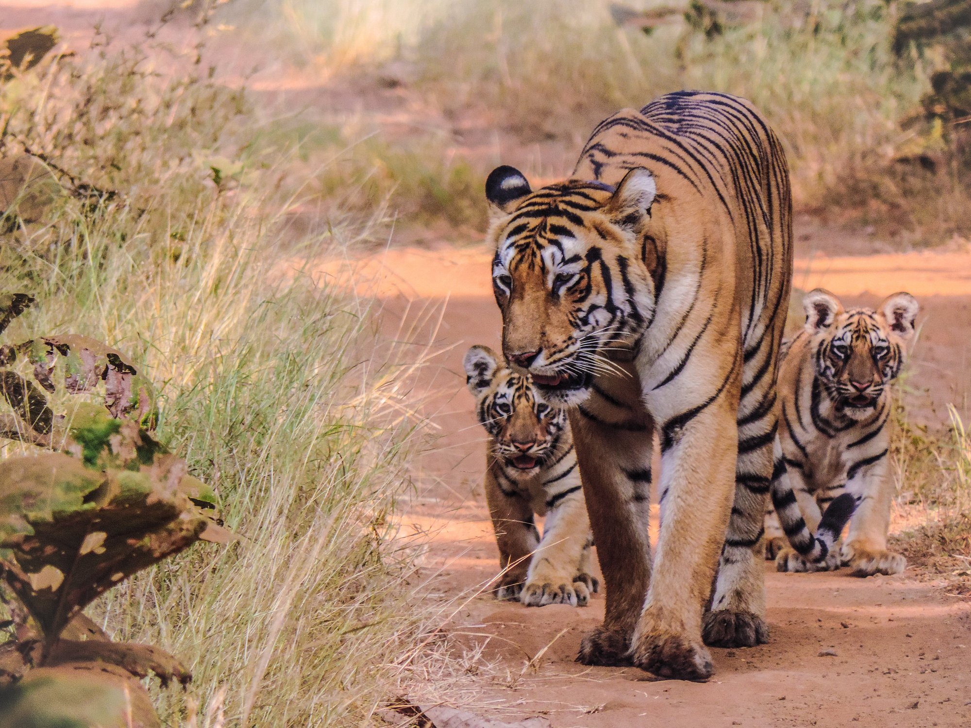 Easy Steps to Book Jeep Safari in Tadoba