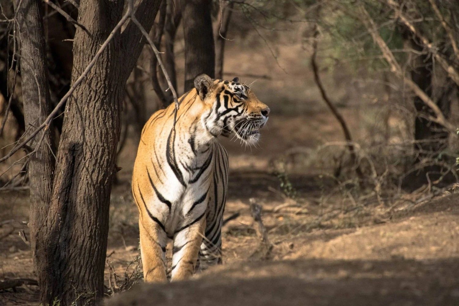 Insider Secrets for Tadoba National Park Safari Booking