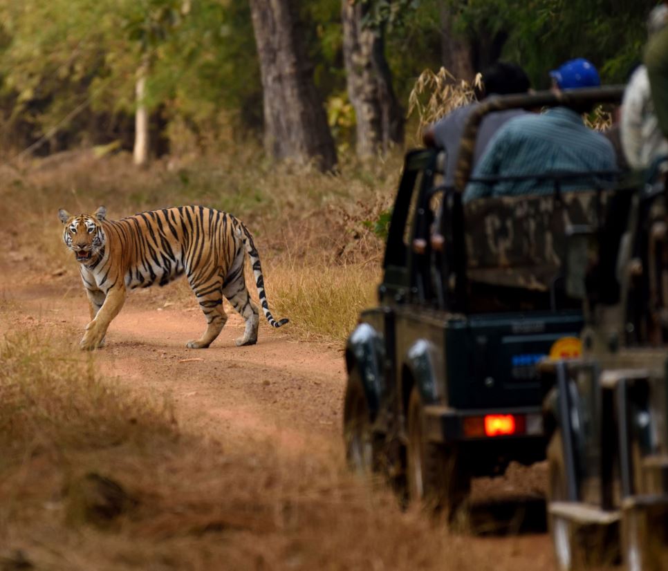 Tadoba Jeep Safari Booking Tips for First-Time Visitors