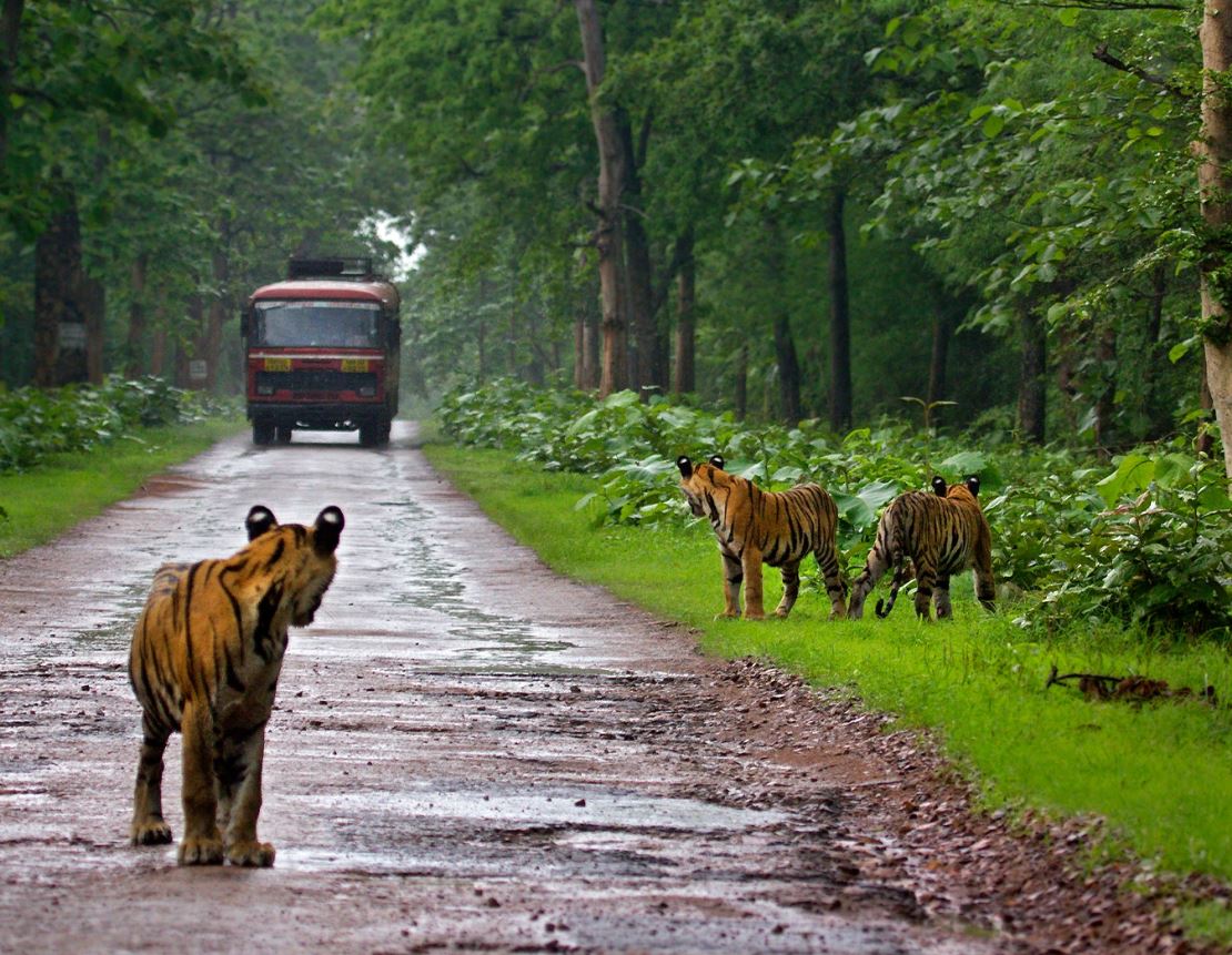Tadoba Jeep Safari Booking: Step Into The Tiger Kingdom