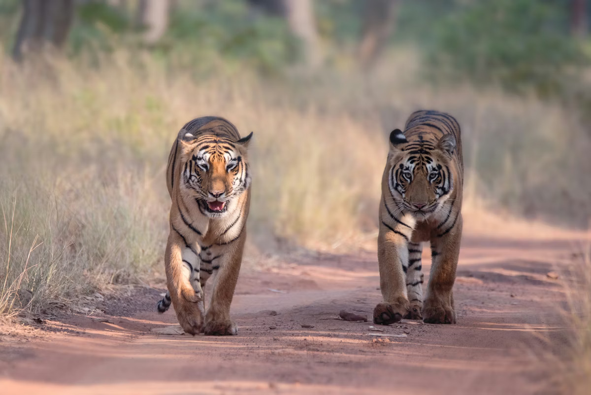 The Art Of Wildlife Photography In Tadoba National Park