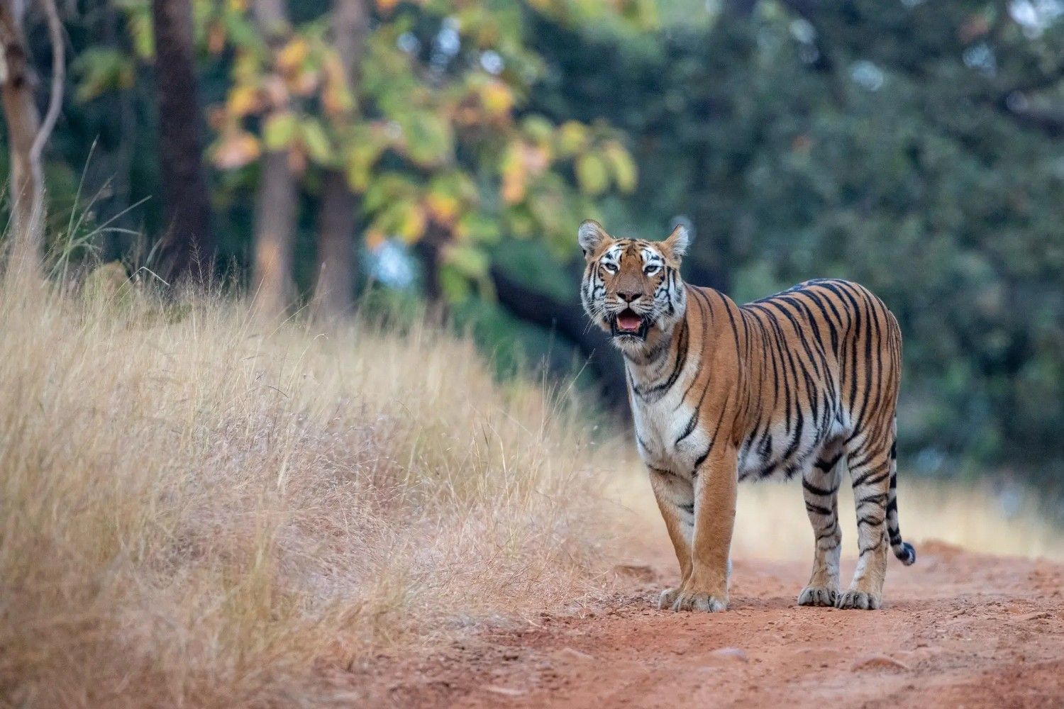 Tadoba Safari Booking Online: Timings Secrets Most Travelers Miss