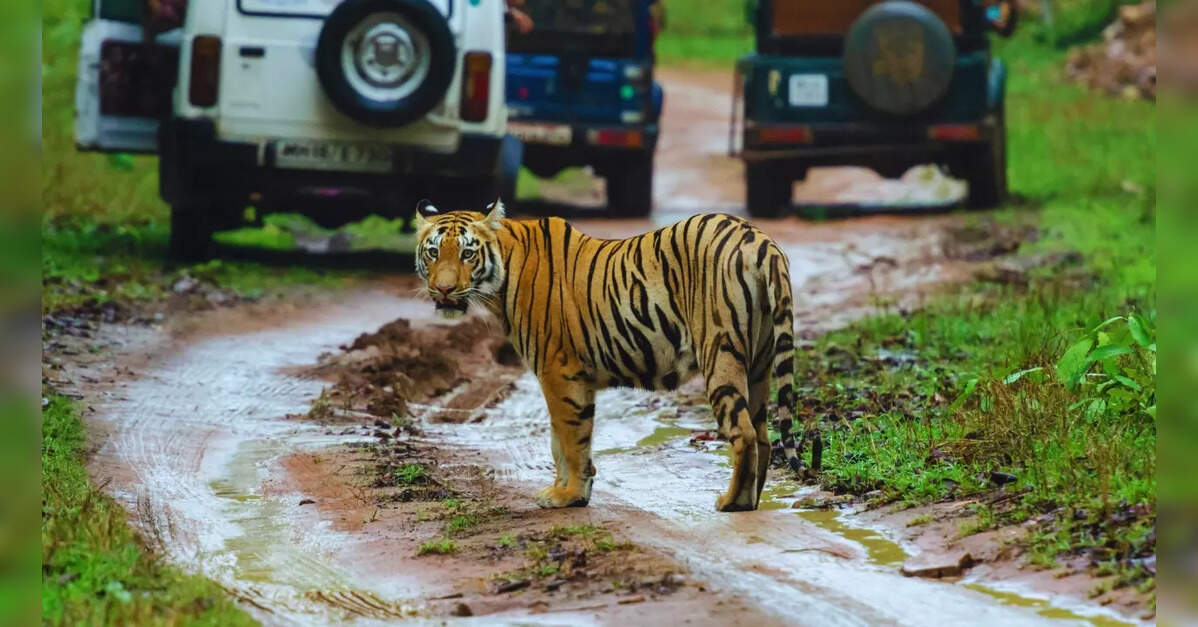 Experience Wildlife with Tadoba National Park Tour Packages