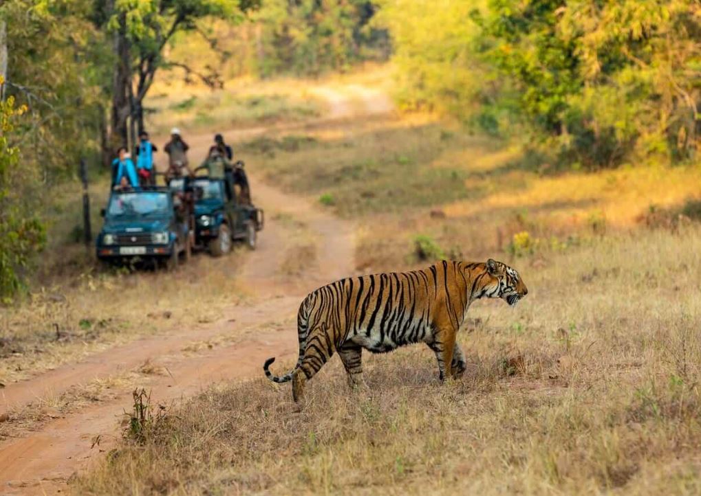 A Trip To Tadoba National Park Means More Than Just Travel