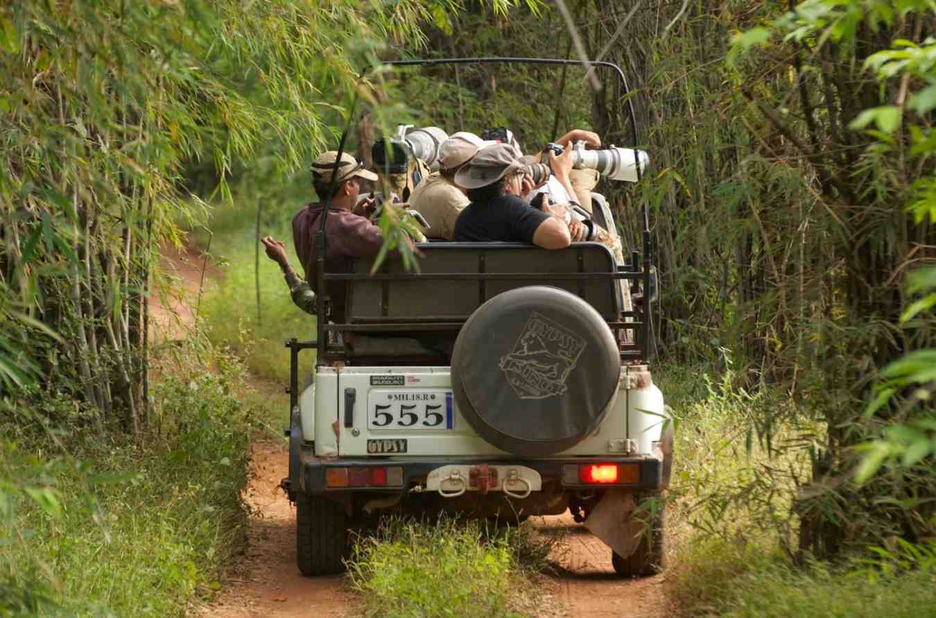 Hidden Costs In Tadoba Jeep Safari You Should Know
