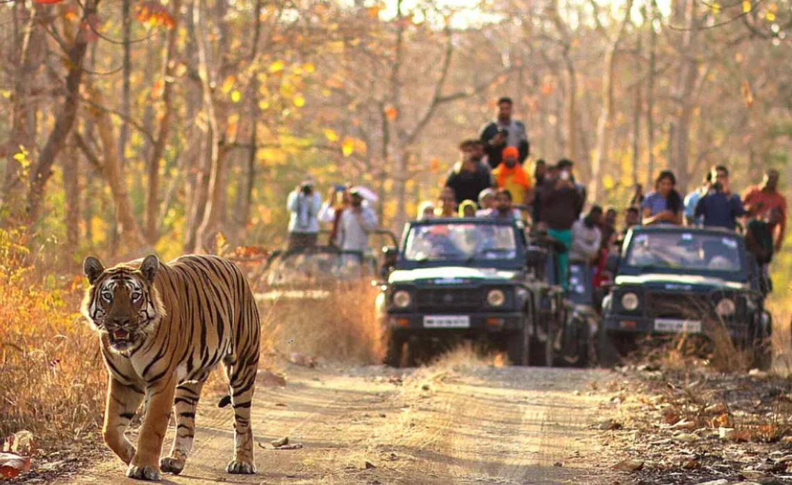 Choose The Right Tadoba Safari Tickets For Your Kind of Adventure