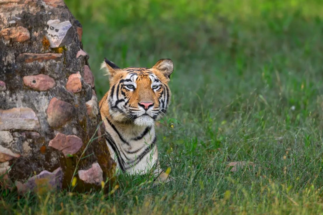 Tadoba Safari Booking India: Best Safari Zones to Choose in 2026