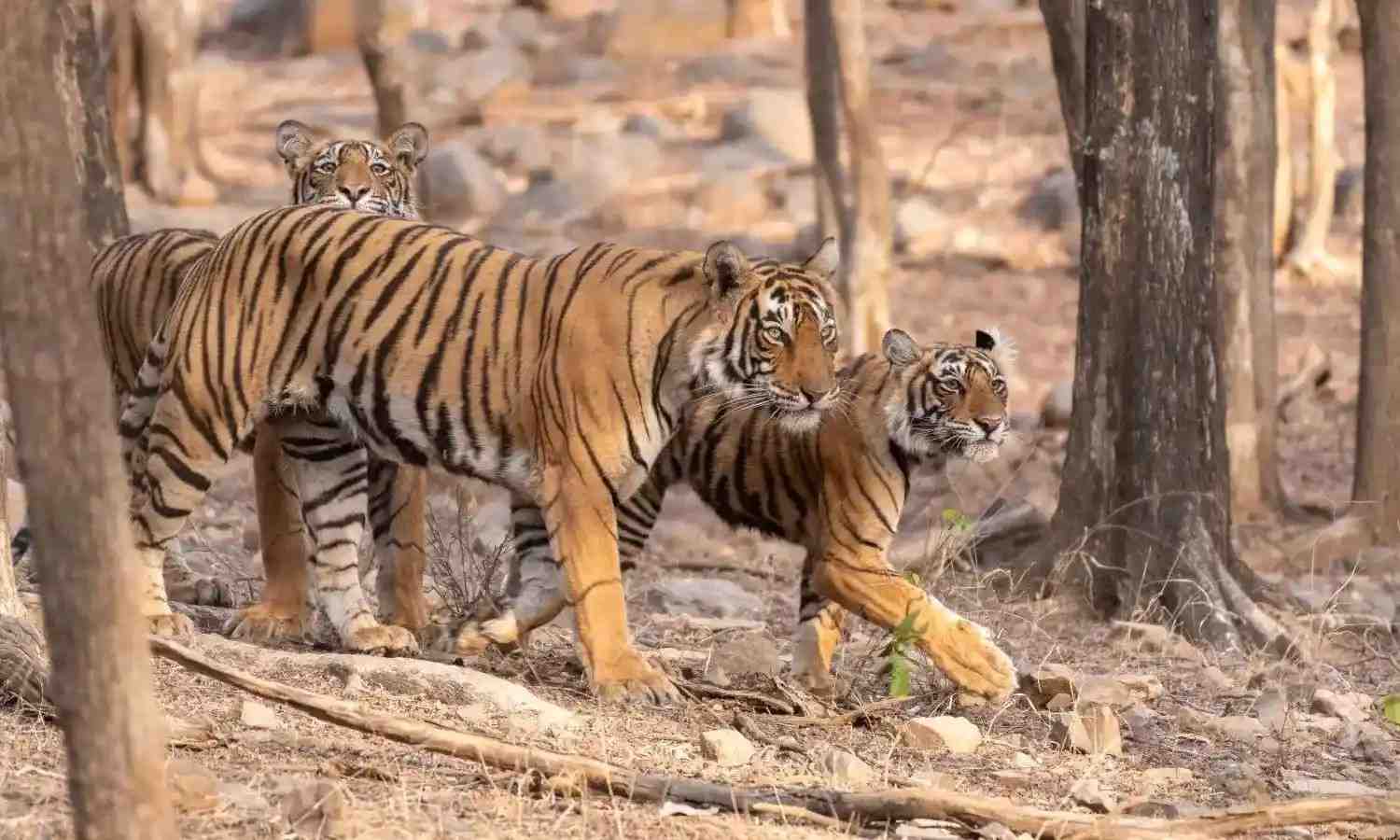 Reach Tadoba National Park Without the Hassle
