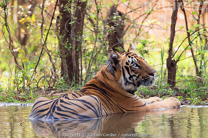 Local Sightseeing and Buffer Safari